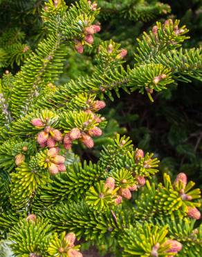 Fotografia 10 da espécie Abies nordmanniana no Jardim Botânico UTAD