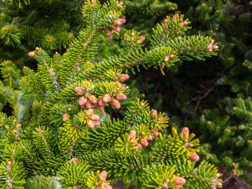 Fotografia da espécie Abies nordmanniana