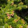 Fotografia 10 da espécie Abies nordmanniana do Jardim Botânico UTAD