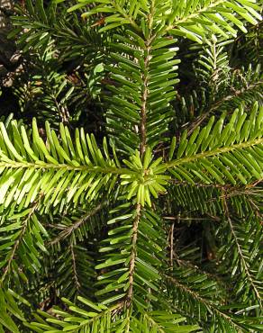 Fotografia 11 da espécie Abies nordmanniana no Jardim Botânico UTAD