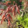 Fotografia 7 da espécie Acer palmatum do Jardim Botânico UTAD