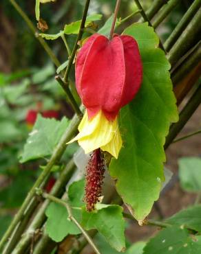 Fotografia 7 da espécie Abutilon megapotamicum var. kentish-belle no Jardim Botânico UTAD