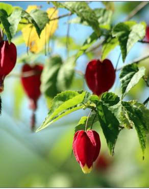 Fotografia 8 da espécie Abutilon megapotamicum var. kentish-belle no Jardim Botânico UTAD