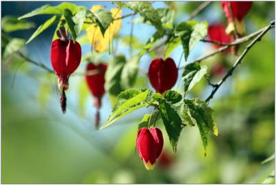 Fotografia da espécie Abutilon megapotamicum var. kentish-belle