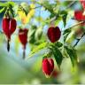 Fotografia 8 da espécie Abutilon megapotamicum var. kentish-belle do Jardim Botânico UTAD