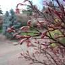 Fotografia 9 da espécie Acer palmatum do Jardim Botânico UTAD