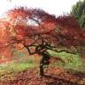 Fotografia 11 da espécie Acer palmatum do Jardim Botânico UTAD