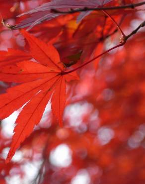 Fotografia 12 da espécie Acer palmatum no Jardim Botânico UTAD