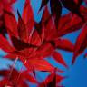 Fotografia 13 da espécie Acer palmatum do Jardim Botânico UTAD