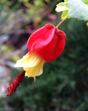 Fotografia 9 da espécie Abutilon megapotamicum var. kentish-belle no Jardim Botânico UTAD