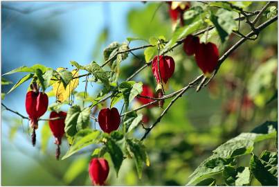 Fotografia da espécie Abutilon megapotamicum var. kentish-belle