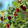 Fotografia 10 da espécie Abutilon megapotamicum var. kentish-belle do Jardim Botânico UTAD