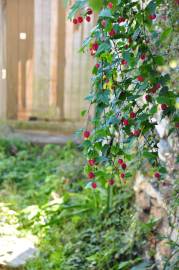 Fotografia da espécie Abutilon megapotamicum var. kentish-belle