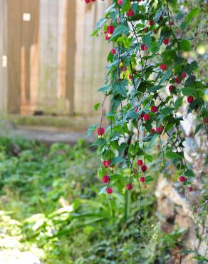 Fotografia 11 da espécie Abutilon megapotamicum var. kentish-belle no Jardim Botânico UTAD