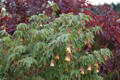 Fotografia da espécie Abutilon megapotamicum var. kentish-belle