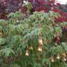 Fotografia 12 da espécie Abutilon megapotamicum var. kentish-belle do Jardim Botânico UTAD