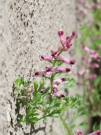 Fotografia da espécie Fumaria officinalis subesp. officinalis