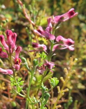 Fotografia 7 da espécie Fumaria officinalis subesp. officinalis no Jardim Botânico UTAD