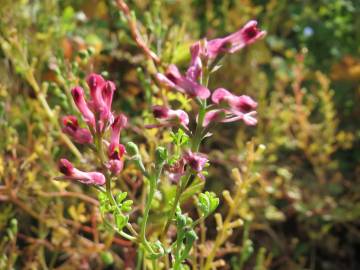 Fotografia da espécie Fumaria officinalis subesp. officinalis