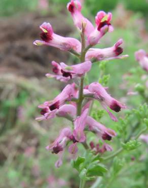 Fotografia 8 da espécie Fumaria officinalis subesp. officinalis no Jardim Botânico UTAD