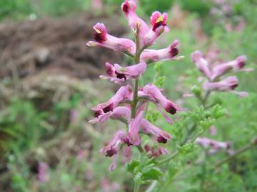 Fotografia da espécie Fumaria officinalis subesp. officinalis