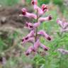 Fotografia 8 da espécie Fumaria officinalis subesp. officinalis do Jardim Botânico UTAD