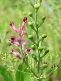 Fotografia da espécie Fumaria officinalis subesp. officinalis