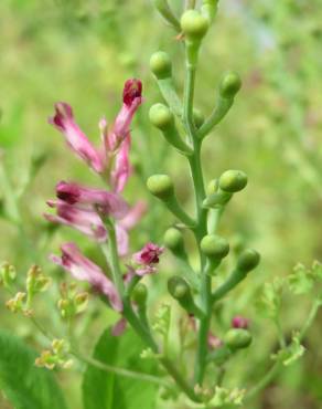 Fotografia 9 da espécie Fumaria officinalis subesp. officinalis no Jardim Botânico UTAD