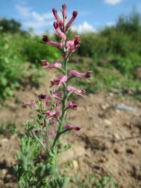 Fotografia da espécie Fumaria officinalis subesp. officinalis