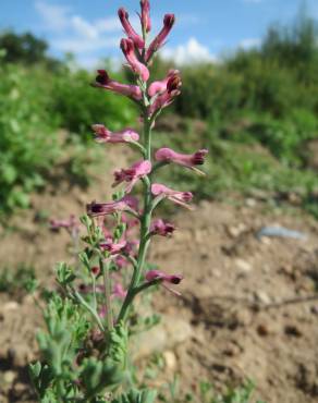 Fotografia 10 da espécie Fumaria officinalis subesp. officinalis no Jardim Botânico UTAD