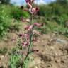 Fotografia 10 da espécie Fumaria officinalis subesp. officinalis do Jardim Botânico UTAD