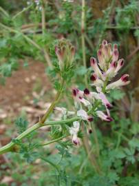 Fotografia da espécie Fumaria officinalis subesp. officinalis