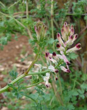 Fotografia 11 da espécie Fumaria officinalis subesp. officinalis no Jardim Botânico UTAD