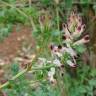 Fotografia 11 da espécie Fumaria officinalis subesp. officinalis do Jardim Botânico UTAD