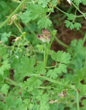 Fotografia 12 da espécie Fumaria officinalis subesp. officinalis no Jardim Botânico UTAD