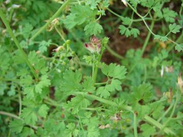 Fotografia da espécie Fumaria officinalis subesp. officinalis