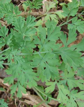 Fotografia 13 da espécie Fumaria officinalis subesp. officinalis no Jardim Botânico UTAD