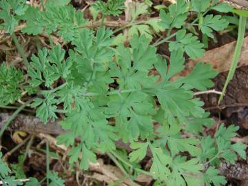 Fotografia da espécie Fumaria officinalis subesp. officinalis