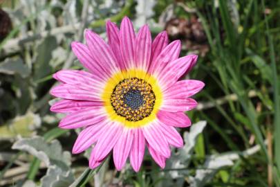 Fotografia da espécie Gazania rigens