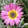 Fotografia 8 da espécie Gazania rigens do Jardim Botânico UTAD