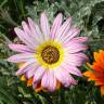 Fotografia 9 da espécie Gazania rigens do Jardim Botânico UTAD