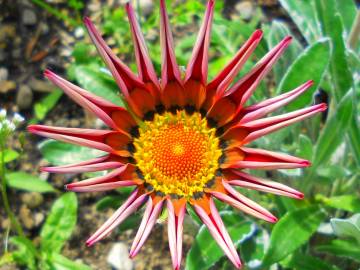 Fotografia da espécie Gazania rigens