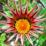 Fotografia 10 da espécie Gazania rigens do Jardim Botânico UTAD