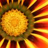 Fotografia 11 da espécie Gazania rigens do Jardim Botânico UTAD