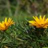 Fotografia 12 da espécie Gazania rigens do Jardim Botânico UTAD