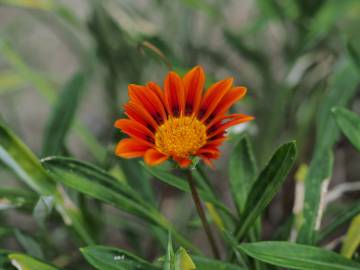 Fotografia da espécie Gazania rigens