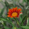 Fotografia 13 da espécie Gazania rigens do Jardim Botânico UTAD