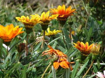 Fotografia da espécie Gazania rigens