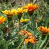 Fotografia 14 da espécie Gazania rigens do Jardim Botânico UTAD