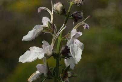 Fotografia da espécie Teucrium pseudochamaepitys